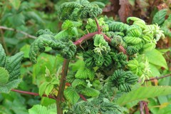 Phylloplecta tripunctata