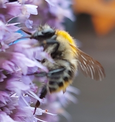 Bombus pascuorum