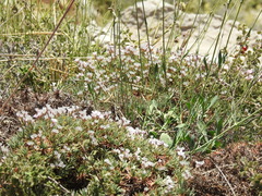 Acantholimon libanoticum