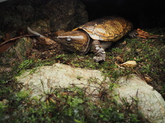 Platysternon megacephalum