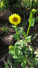 Verbesina tetraptera