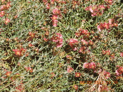 Noaea mucronata