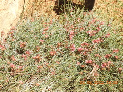 Noaea mucronata