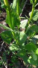 Verbesina tetraptera
