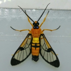 Pseudosphex leovazquezae