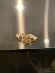 Gandaritis atricolorata