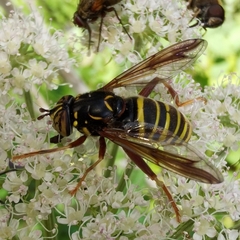 Spilomyia diophthalma