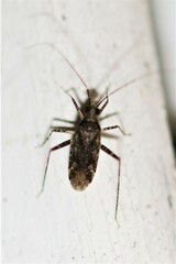 Phytocoris tiliae
