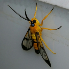 Pseudosphex leovazquezae