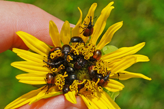 Haplorhynchites aeneus