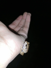 Pristimantis urichi