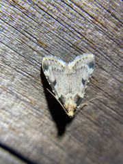 Aglossa costiferalis