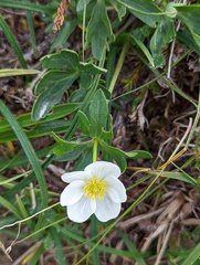 Anemonastrum sibiricum