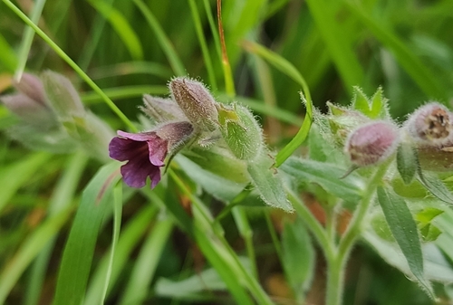 Nonea intermedia
