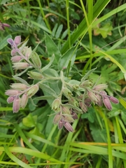Nonea intermedia, photograph KAnatoliy, CC BY, iNaturalist via GBIF