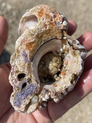 Muricoidea