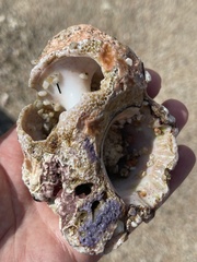 Muricoidea