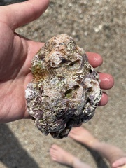 Muricoidea