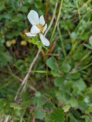 Anemonastrum sibiricum