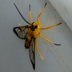 Pseudosphex leovazquezae