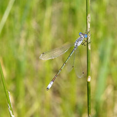 Lestes unguiculatus