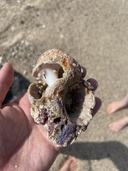 Muricoidea