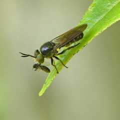 Cerotainia macrocera