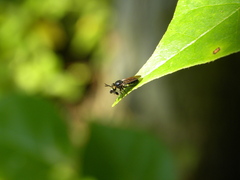 Cerotainia macrocera