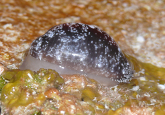 Lyncina ventriculus