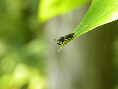 Cerotainia macrocera