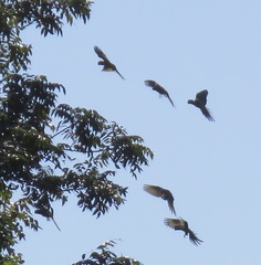 Primolius auricollis