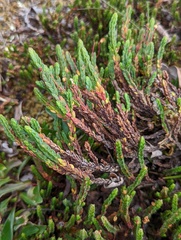 Cassiope tetragona