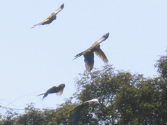 Primolius auricollis