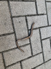 Anguis fragilis
