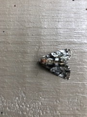Allotria