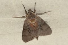 Lapara coniferarum
