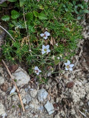 Cherleria arctica