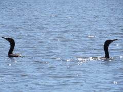 Nannopterum brasilianum brasilianum