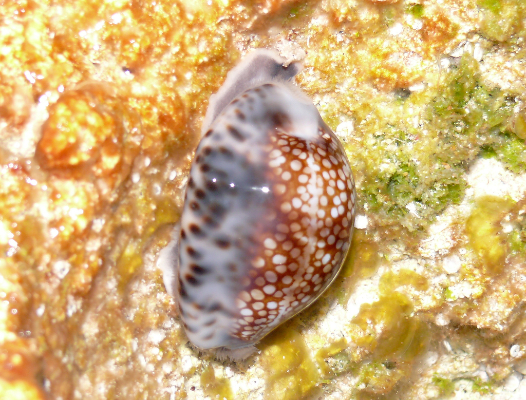 Depressed Cowrie