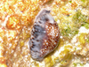 Depressed Cowrie - Photo (c) luca tringali, some rights reserved (CC BY-NC), uploaded by luca tringali