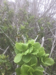 Anisomeria littoralis