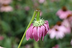 Haplorhynchites aeneus