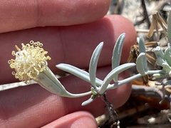 Porophyllum maritimum