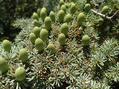 Cedrus brevifolia