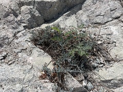 Porophyllum maritimum