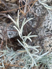 Porophyllum maritimum