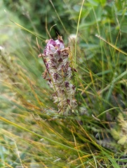 Pedicularis verticillata