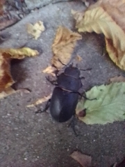 Lucanus ibericus