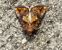 Argyrogramma verruca