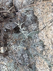 Porophyllum maritimum